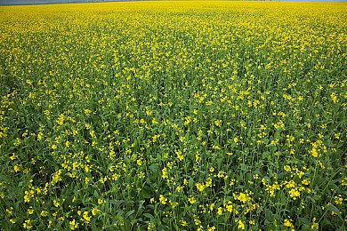 《原神》梦见月瑞希角色PV——「心中梦中盘中餐」